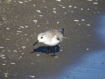 ミユビシギ ふなばし三番瀬海浜公園 2019年2月1日(金)