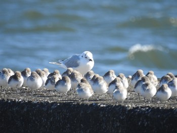 ズグロカモメ ふなばし三番瀬海浜公園 2019年2月1日(金)