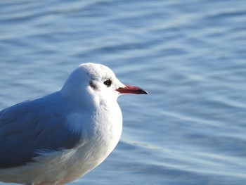 ユリカモメ ふなばし三番瀬海浜公園 2019年2月1日(金)