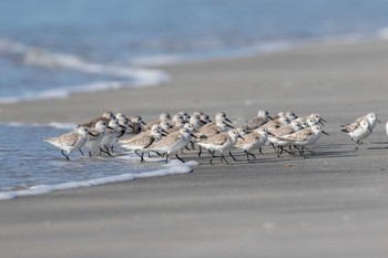 Sanderling El Chiru Thu, 1/10/2019