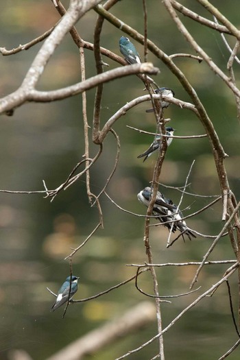 Mangrove Swallow