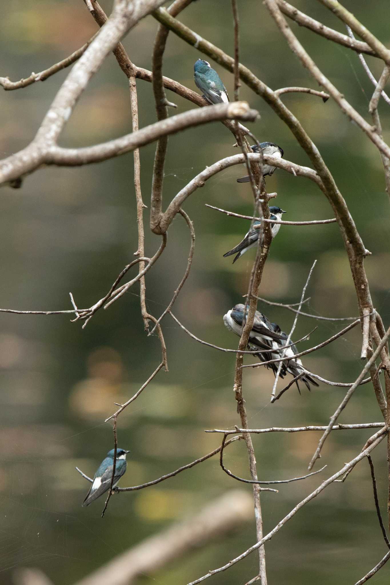 Photo of Mangrove Swallow at Summit Ponds by Trio