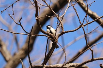 シジュウカラ 三ツ池公園(横浜市鶴見区) 2019年1月29日(火)