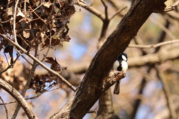 シジュウカラ 三ツ池公園(横浜市鶴見区) 2019年1月29日(火)