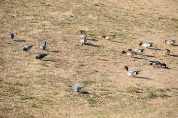 ヒドリガモ 多摩川二ヶ領宿河原堰 2019年2月2日(土)