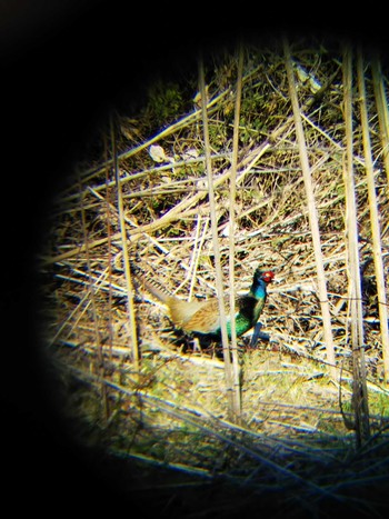 Green Pheasant 郡ダム Sat, 2/2/2019