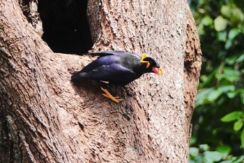 キュウカンチョウ シンガポール植物園 2019年1月25日(金)