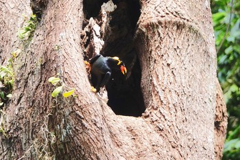 キュウカンチョウ シンガポール植物園 2019年1月25日(金)