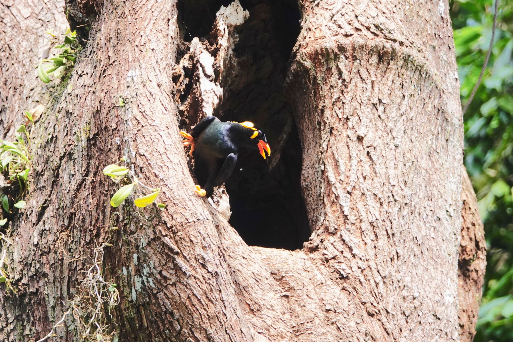 Common Hill Myna