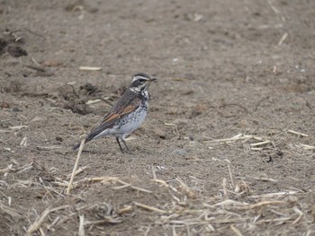 Thu, 1/31/2019 Birding report at 茨城県小美玉市