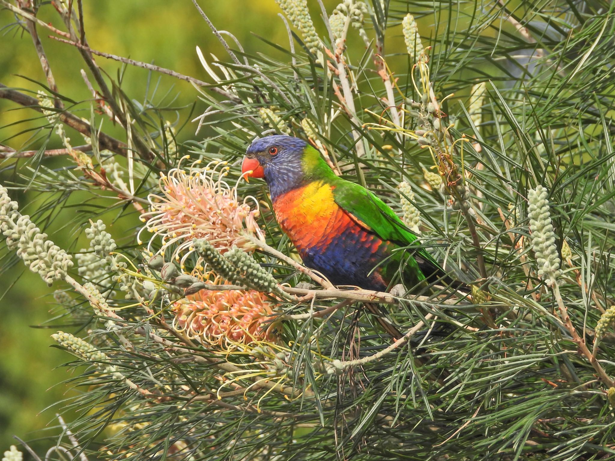 2024年8月8日(木) Sydney Parkの野鳥観察記録 by クロやん 2024年8月8日(木) Sydney Parkの野鳥観察記録 by クロやん