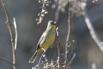 2019年2月2日(土) 滋賀県甲賀市甲南町創造の森の野鳥観察記録