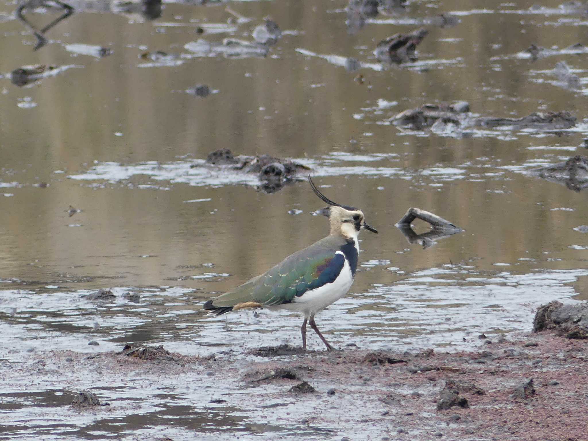 Northern Lapwing