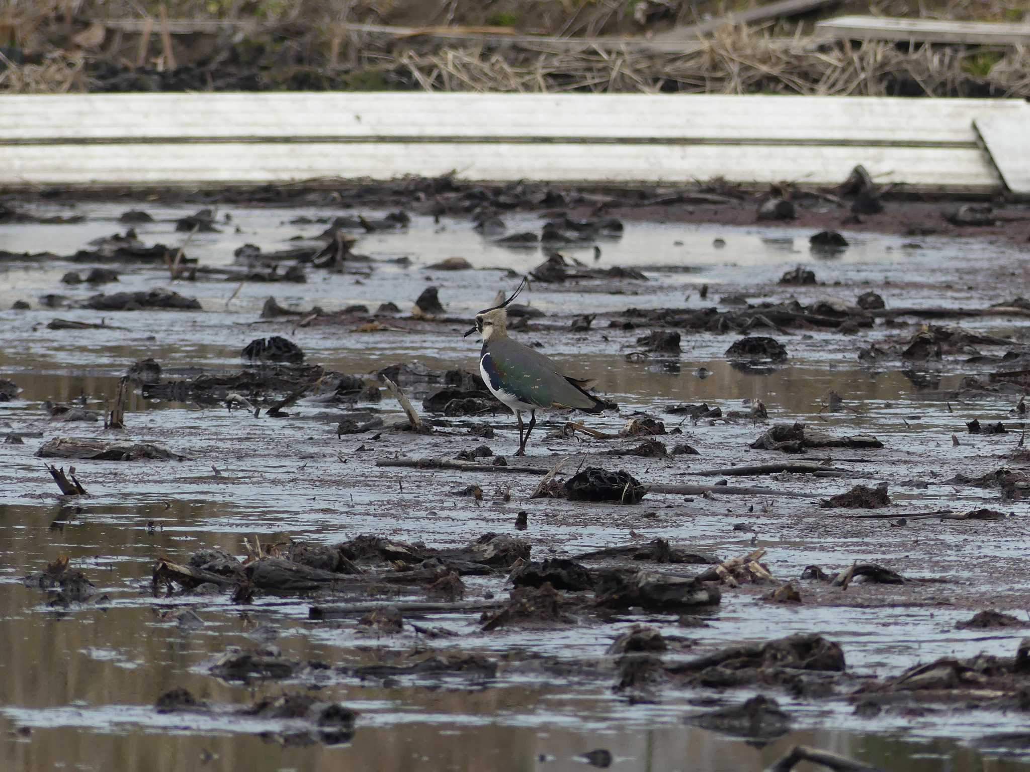 Northern Lapwing