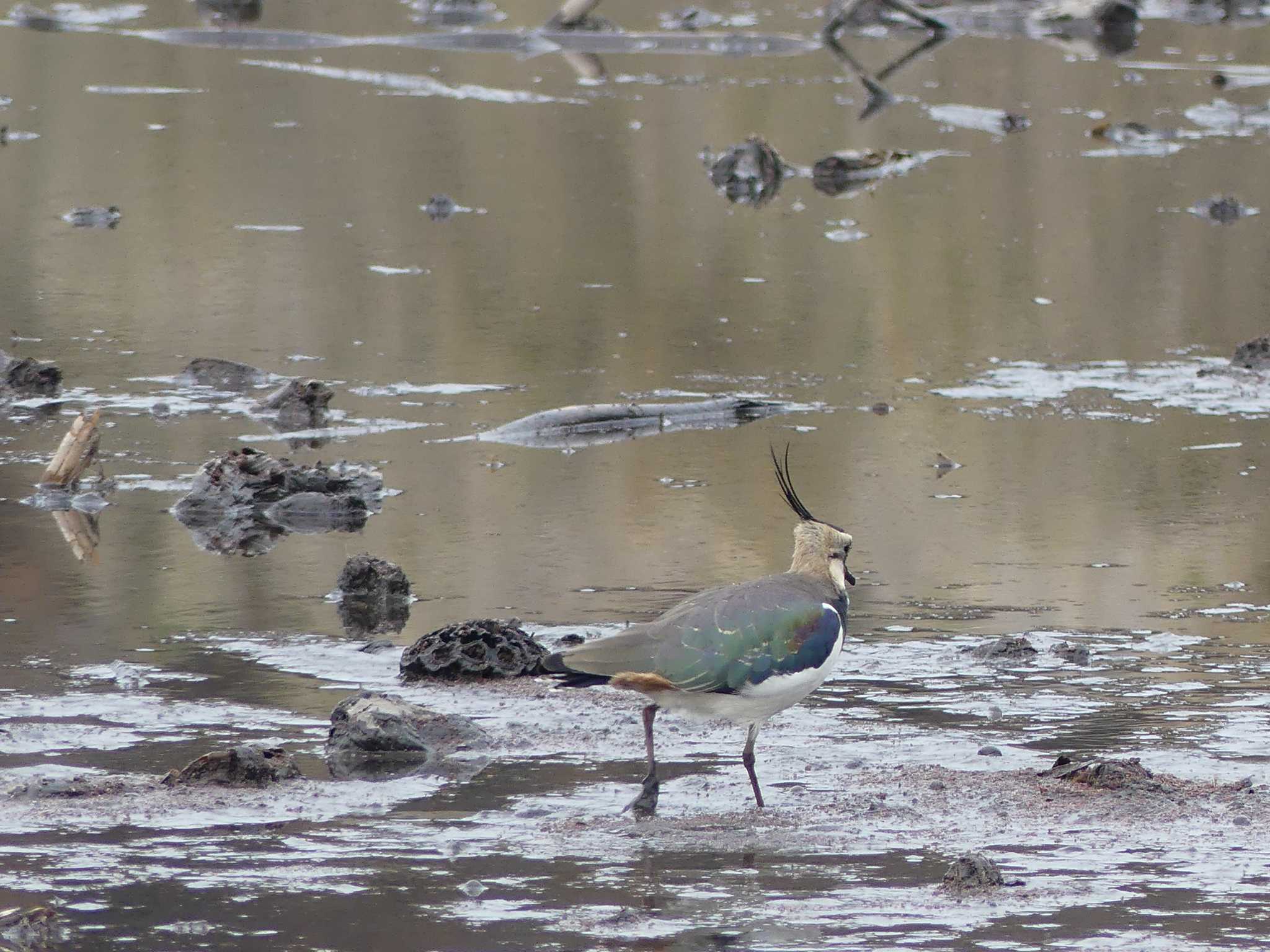 Photo of Northern Lapwing at 鶴沼公園 by 栗もなか