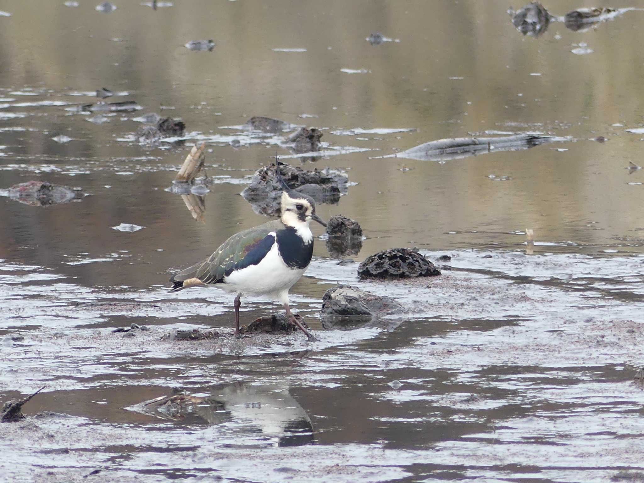 Photo of Northern Lapwing at 鶴沼公園 by 栗もなか