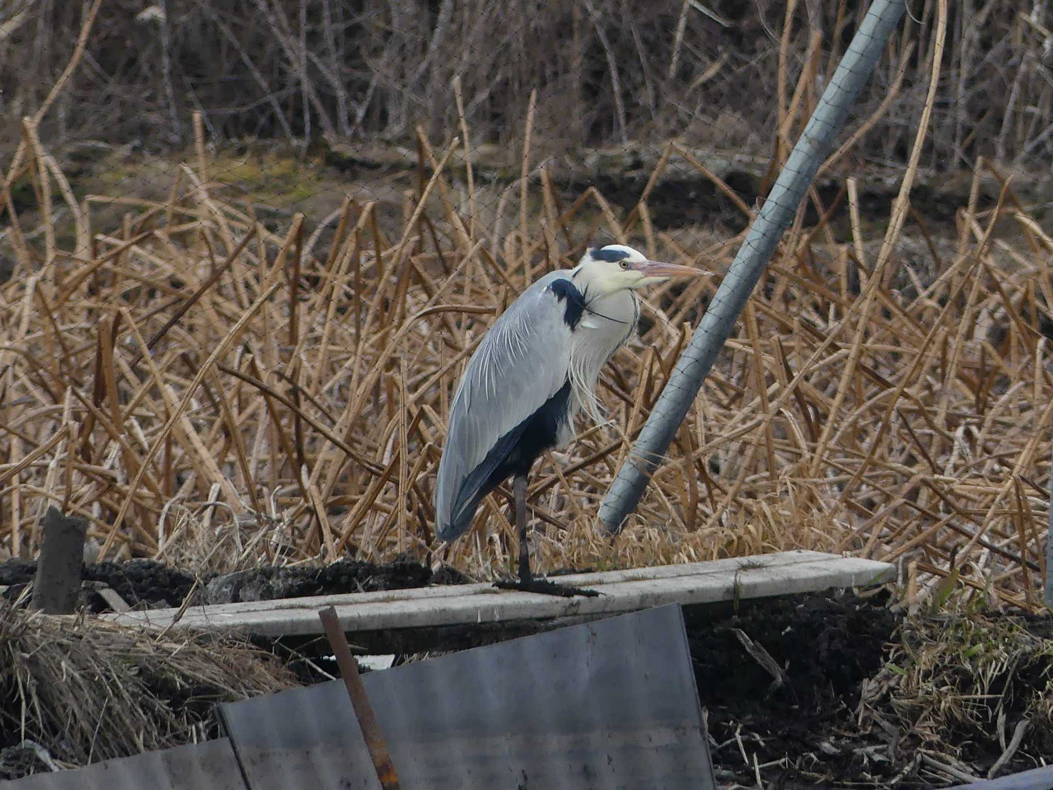 Photo of Grey Heron at 鶴沼公園 by 栗もなか