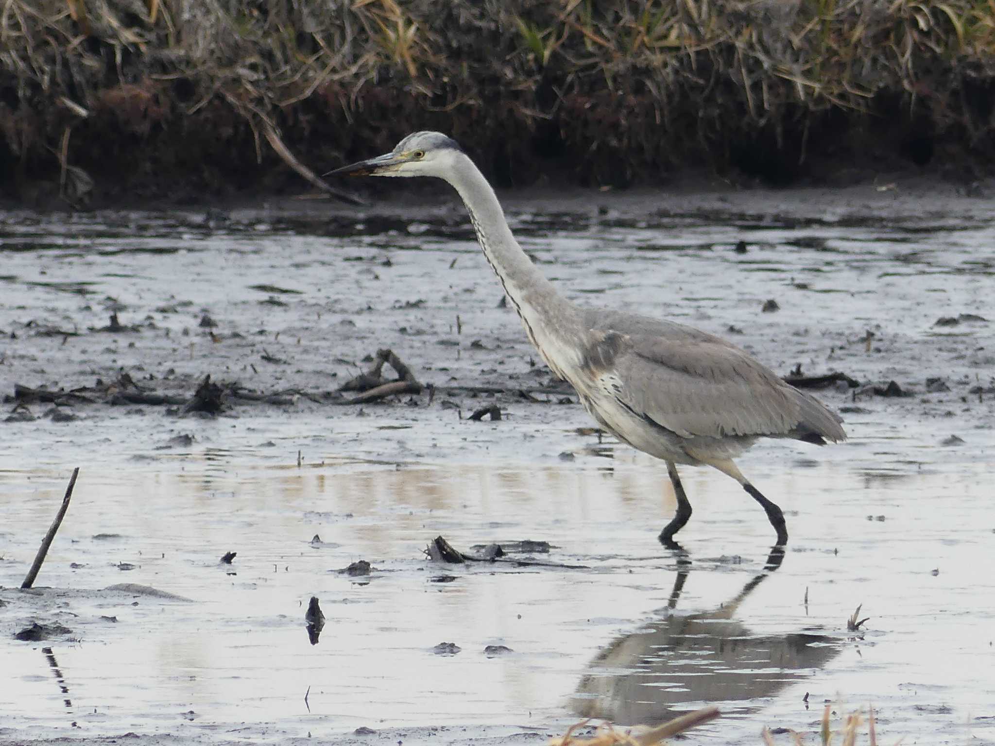 Grey Heron