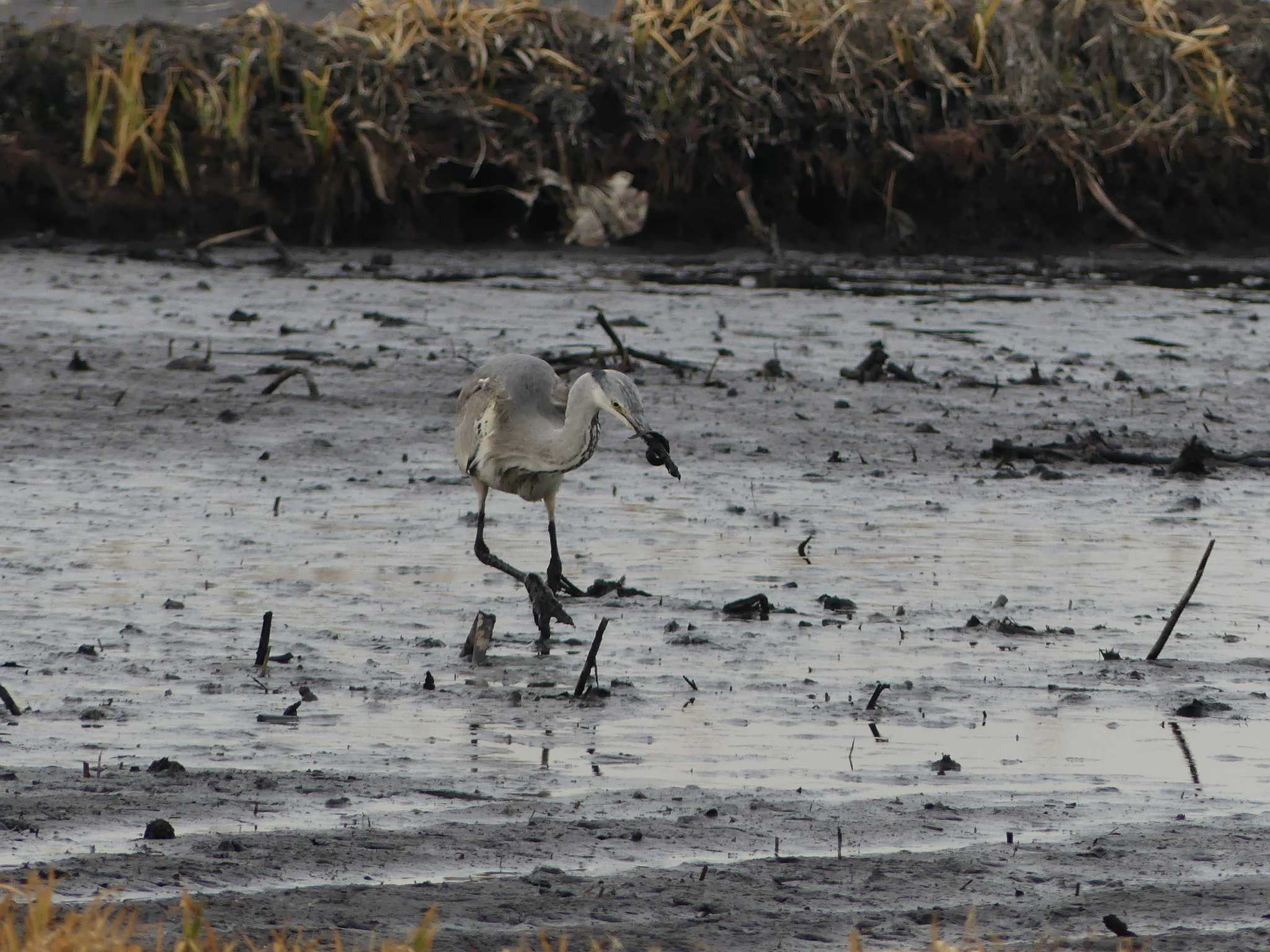 Photo of Grey Heron at 鶴沼公園 by 栗もなか