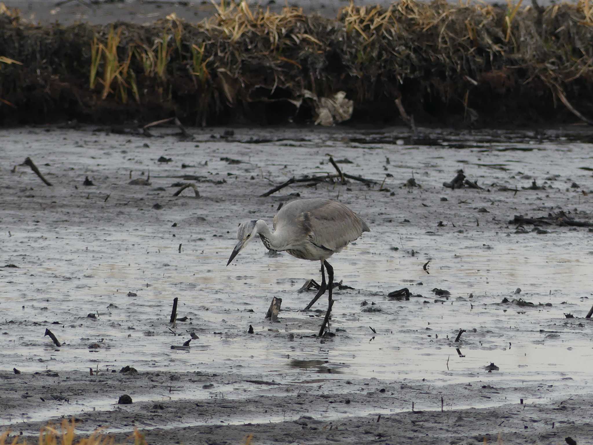 Grey Heron