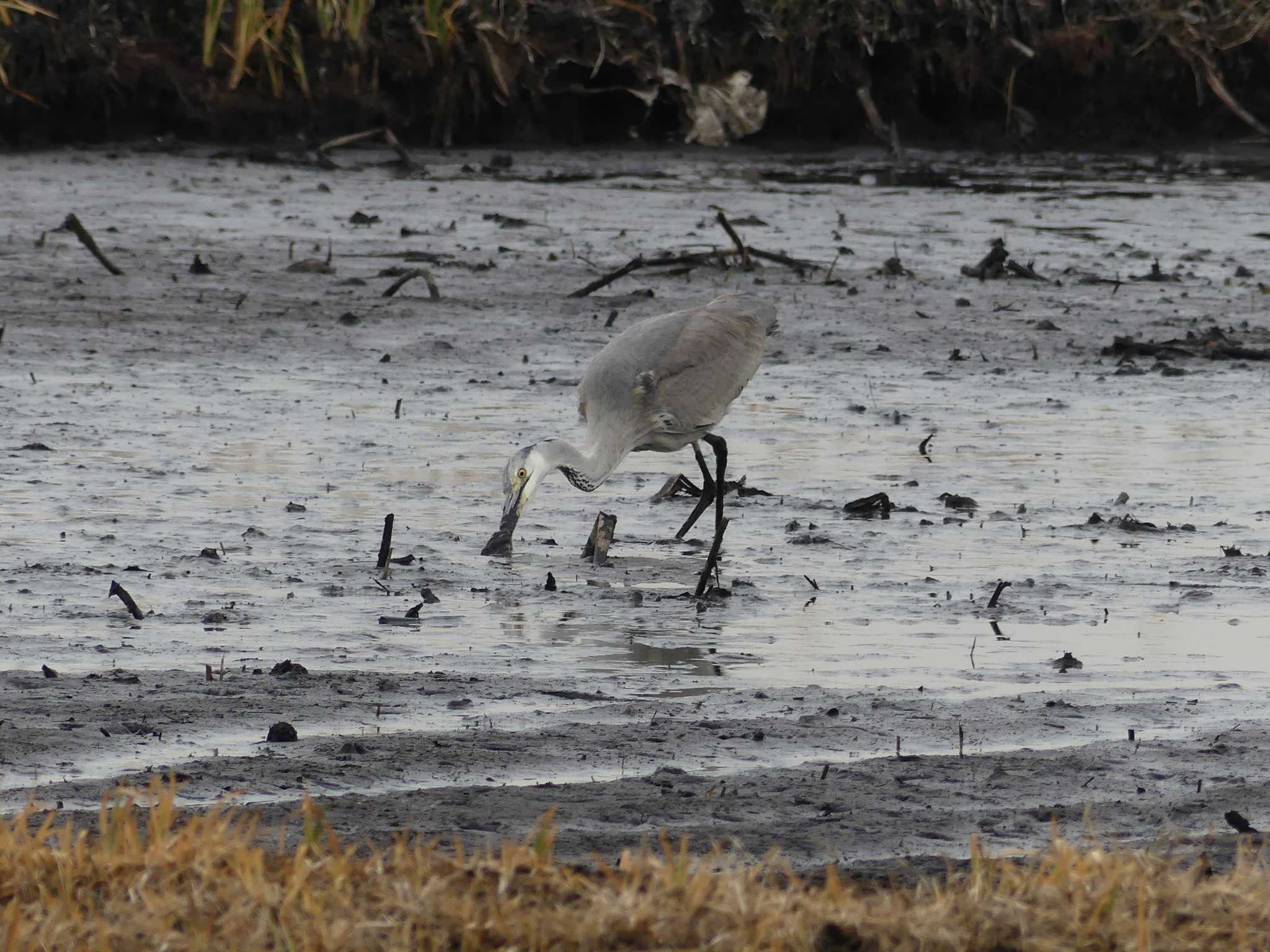 Photo of Grey Heron at 鶴沼公園 by 栗もなか