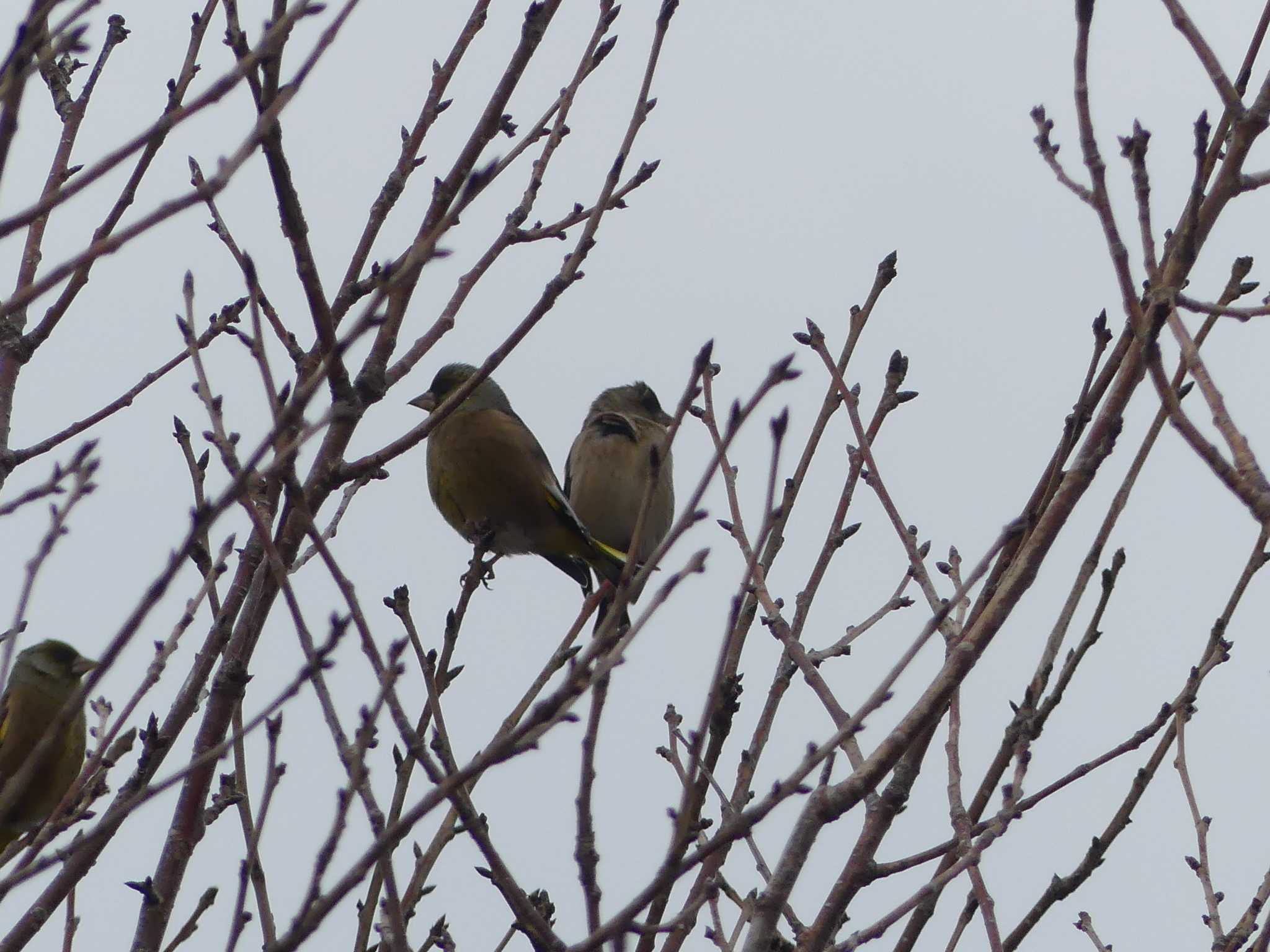 Grey-capped Greenfinch