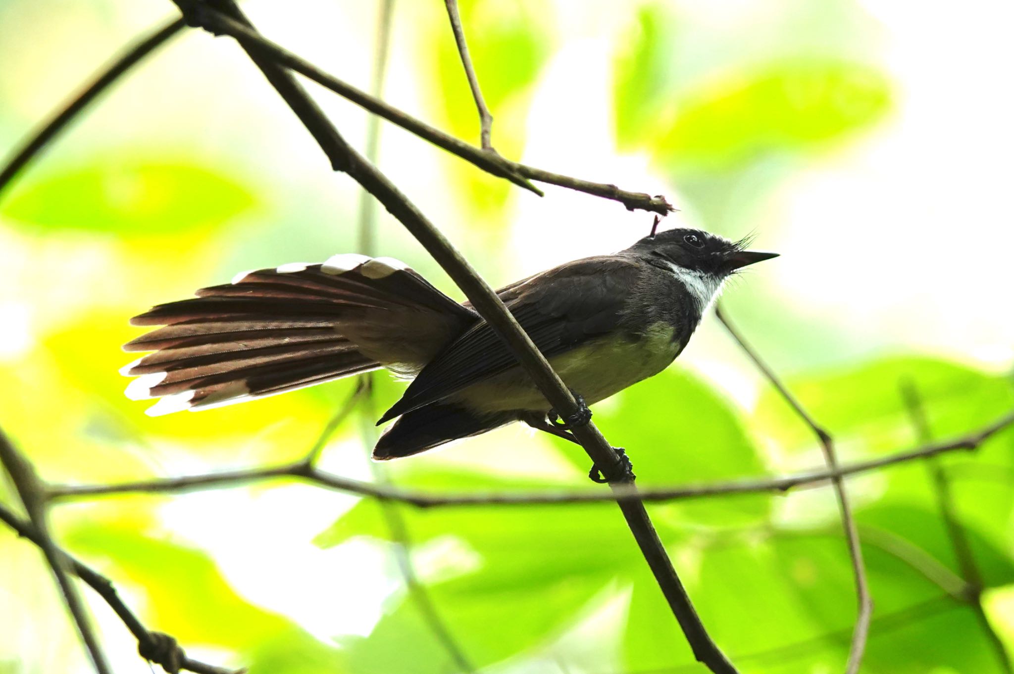 Malaysian Pied Fantail