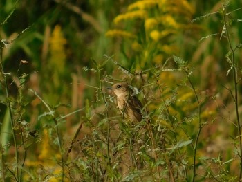 Amur Stonechat 天白川 Sat, 1/13/2024