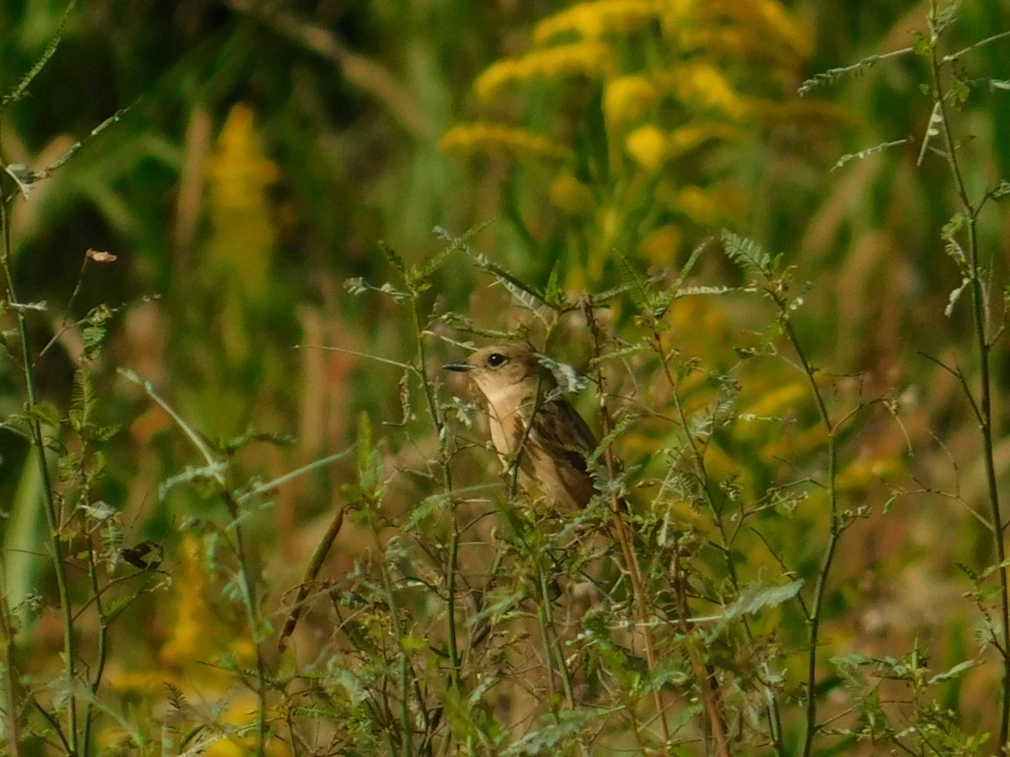 Amur Stonechat