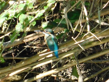 2024年1月13日(土) 天白川の野鳥観察記録