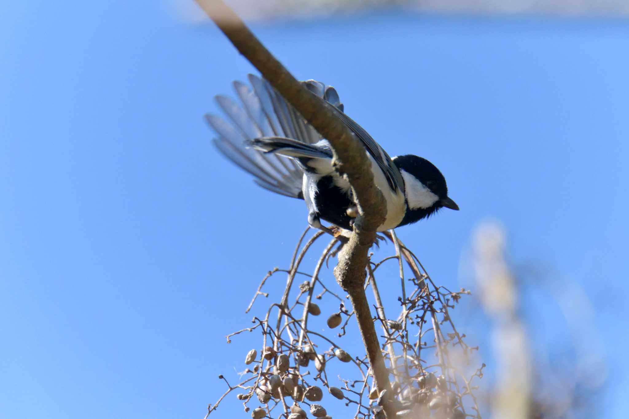 シジュウカラ