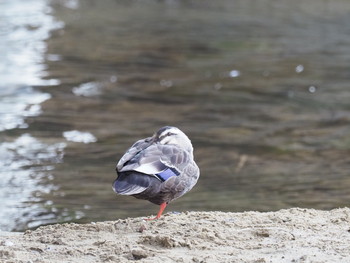 カルガモ 淀川河川公園 2019年2月2日(土)