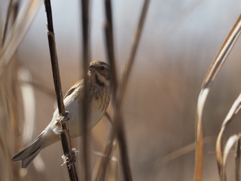 Common Reed Bunting 淀川河川公園 Sat, 2/2/2019