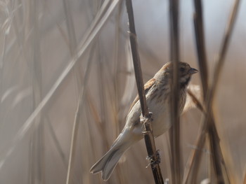 Common Reed Bunting 淀川河川公園 Sat, 2/2/2019