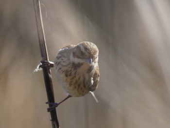 Common Reed Bunting 淀川河川公園 Sat, 2/2/2019