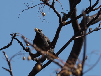 White-cheeked Starling 淀川河川公園 Sat, 2/2/2019