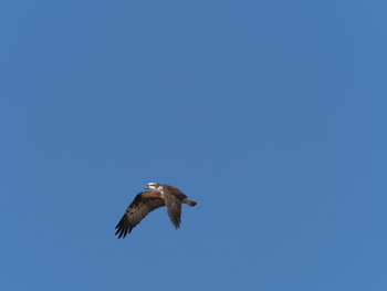 Osprey 淀川河川公園 Sat, 2/2/2019