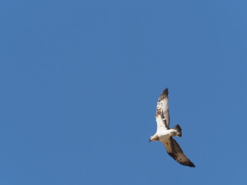 Osprey 淀川河川公園 Sat, 2/2/2019