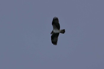 Osprey 小幡緑地公園 Sat, 2/2/2019