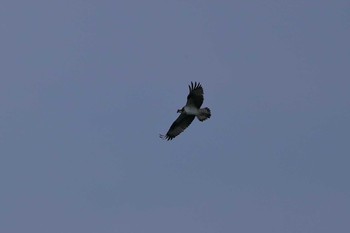 Osprey 小幡緑地公園 Sat, 2/2/2019