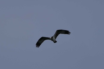 Osprey 小幡緑地公園 Sat, 2/2/2019