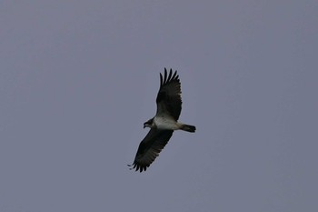 Osprey 小幡緑地公園 Sat, 2/2/2019