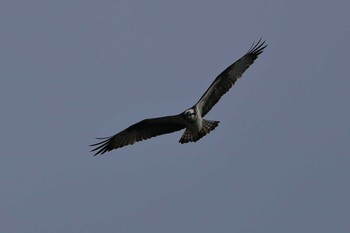 Osprey 小幡緑地公園 Sat, 2/2/2019