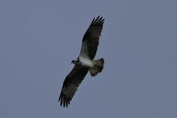 Osprey 小幡緑地公園 Sat, 2/2/2019