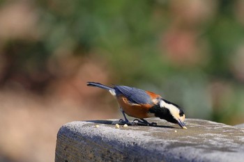 Varied Tit 小幡緑地公園 Sat, 2/2/2019