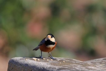 Varied Tit 小幡緑地公園 Sat, 2/2/2019