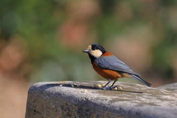 Varied Tit 小幡緑地公園 Sat, 2/2/2019