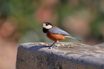 Varied Tit 小幡緑地公園 Sat, 2/2/2019