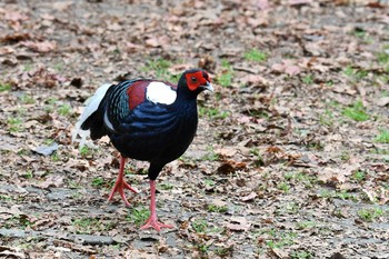 Swinhoe's Pheasant