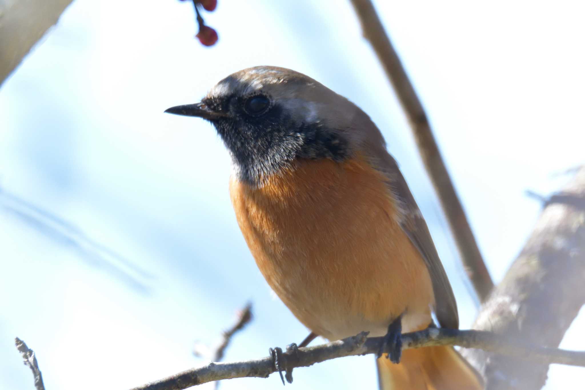 滋賀県甲賀市甲南町創造の森 ジョウビタキの写真 by masatsubo